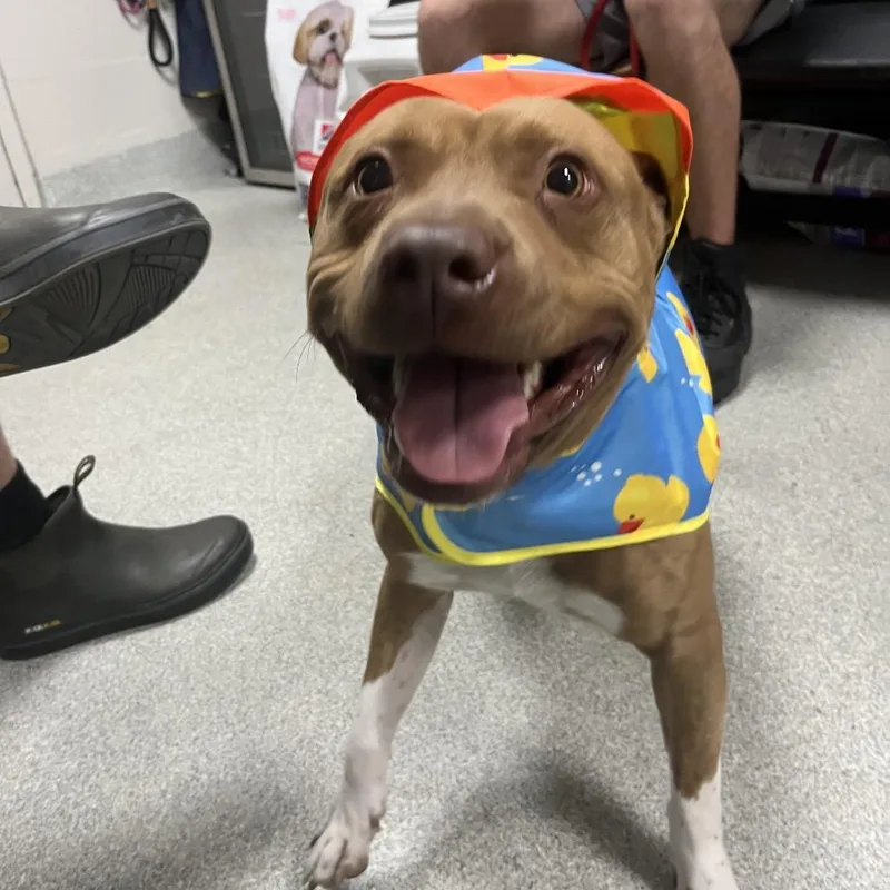 An adult medium-sized male Brown / Chocolate Mixed Breed dog named Hopper for adoption in Gainesville, FL