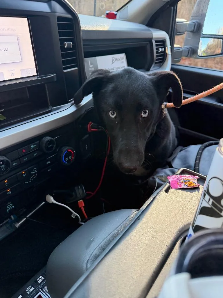 A young medium-sized male Labrador Retriever dog named Blue for adoption in Winder, GA