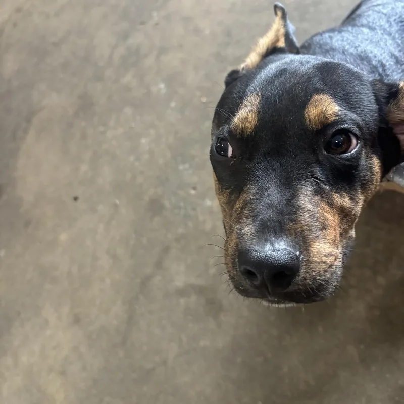 A baby medium-sized male Brown / Chocolate Pit Bull Terrier dog named Chad for adoption in Birmingham, AL