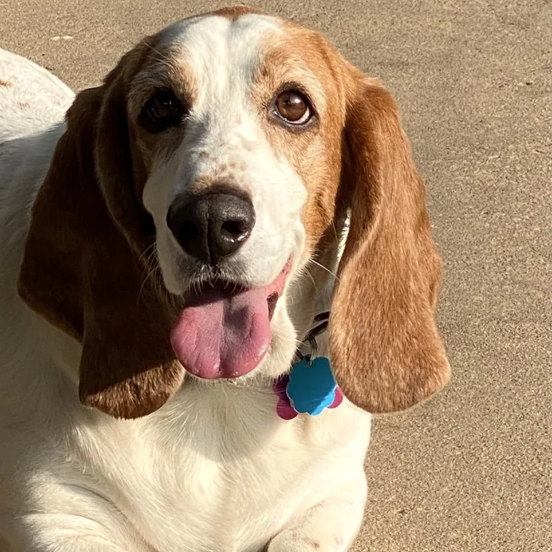 Lulu