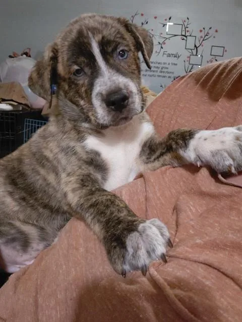 A baby small-sized female German Shepherd Dog dog named Princess for adoption in Tucson, AZ