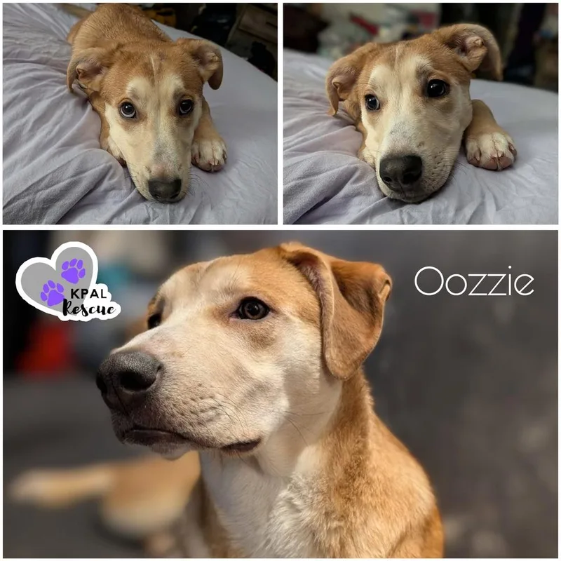Oozzie
