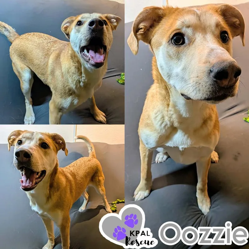 Oozzie thumbnail 6