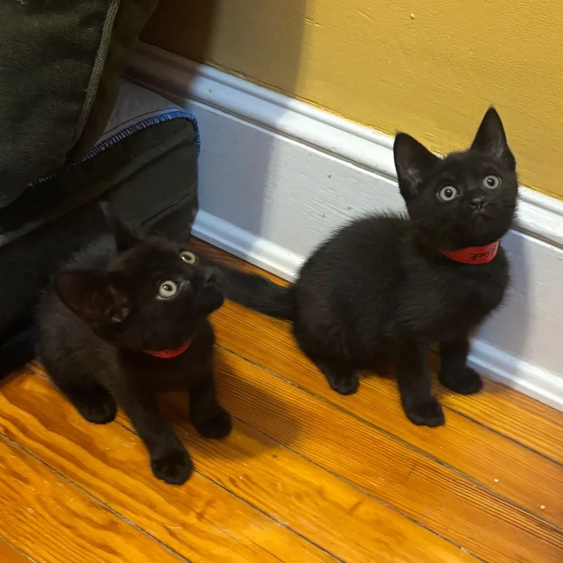 A baby small-sized male Black Domestic Short Hair cat named Creek Siblings: Pacey for adoption in Washington, DC
