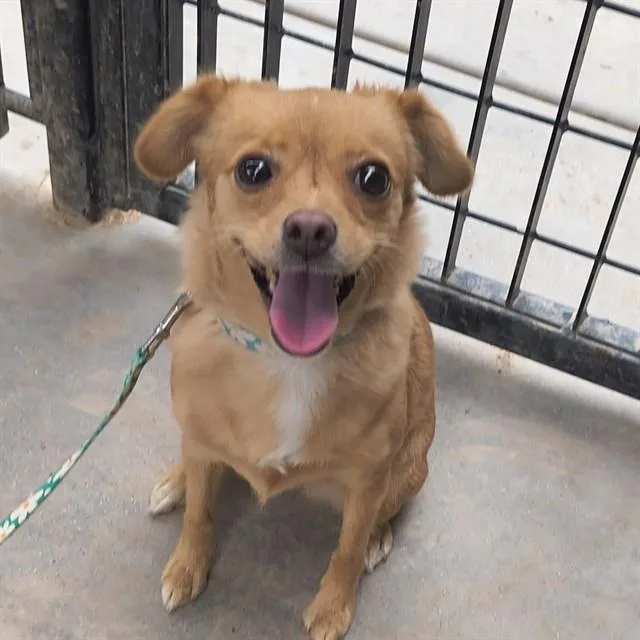 An adult small-sized female Chihuahua dog named Jj for adoption in Tucson, AZ