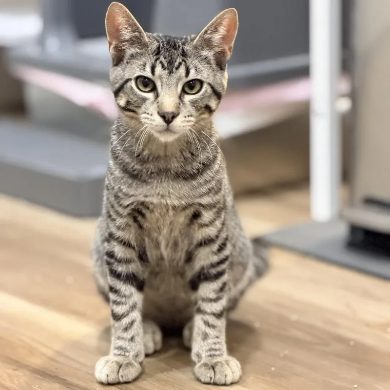 A baby medium-sized male American Shorthair cat named Hamilton for adoption in Wadena, MN