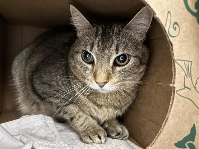 An adult medium-sized male Domestic Medium Hair cat named Jerry for adoption in Saint Louis, MO