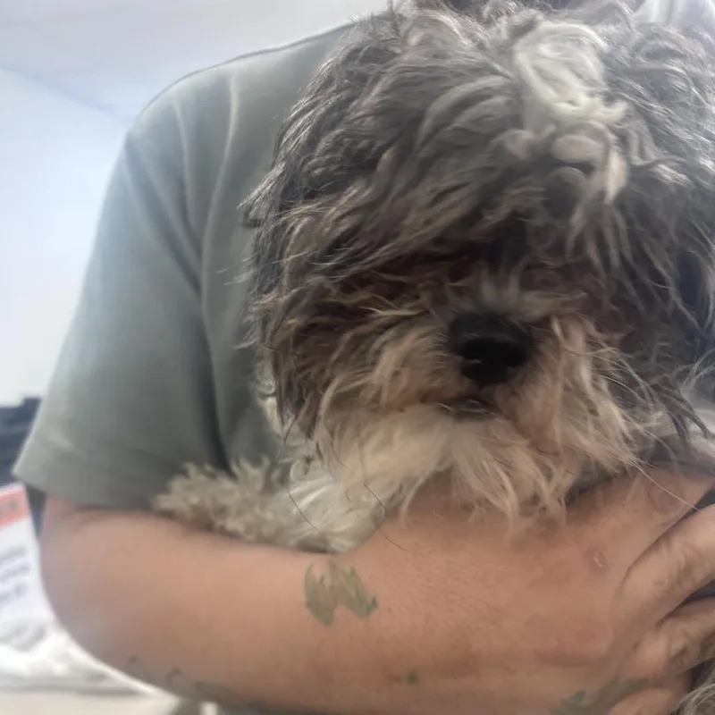 An adult small-sized male Gray / Blue / Silver Mixed Breed dog named Oreo Cookies for adoption in Philadelphia, PA