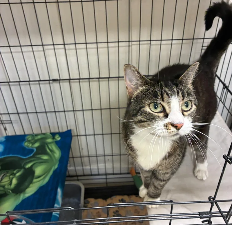 A senior medium-sized female Tabby (Brown / Chocolate) Domestic Short Hair cat named Cindy for adoption in Statesboro, GA