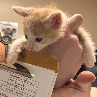 A baby small-sized male Orange / Red Domestic Short Hair cat named Dali for adoption in Tempe, AZ