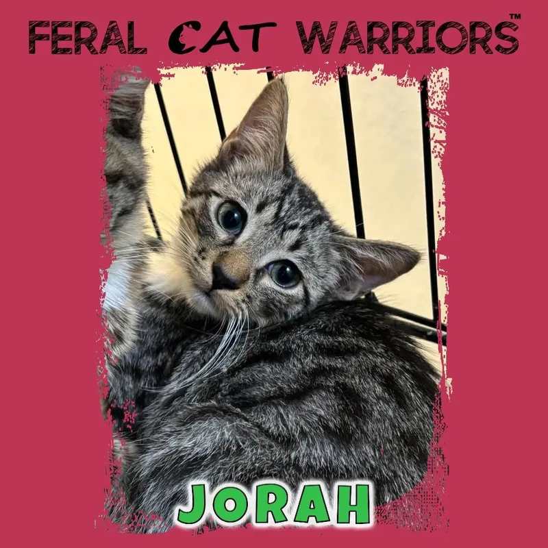 A baby small-sized male Brown / Chocolate Domestic Short Hair cat named Jorah for adoption in Kingman, AZ