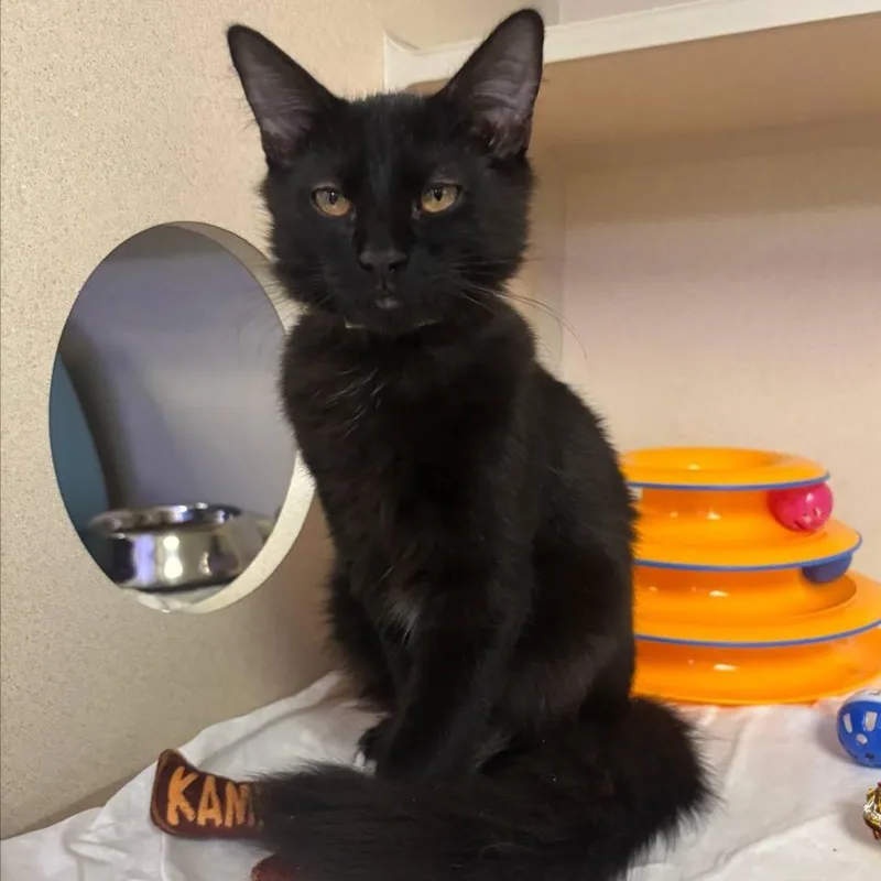 A baby small-sized female Domestic Medium Hair cat named Paisley for adoption in New York, NY