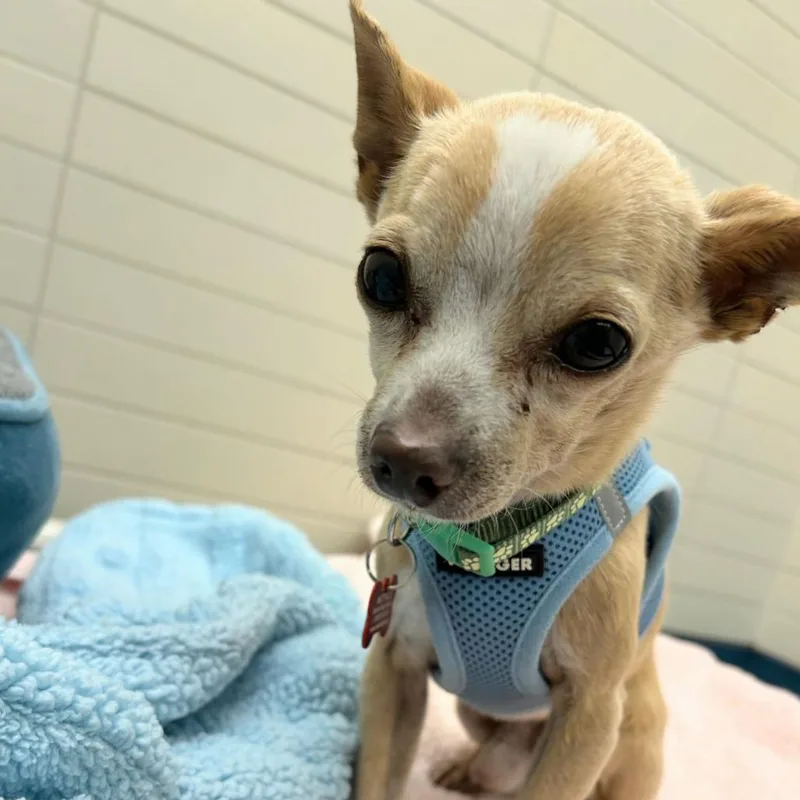 A senior small-sized male Yellow / Tan / Blond / Fawn Chihuahua dog named Spritz for adoption in San Francisco, CA