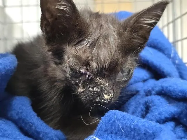A baby small-sized male Domestic Short Hair cat named Eagle for adoption in Fort Lauderdale, FL