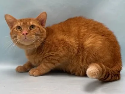 An adult small-sized male Domestic Short Hair cat named Kevin for adoption in Coon Rapids, MN