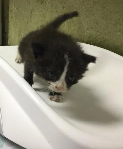 A baby small-sized male Domestic Short Hair cat named Ronnie for adoption in Riverside, CA