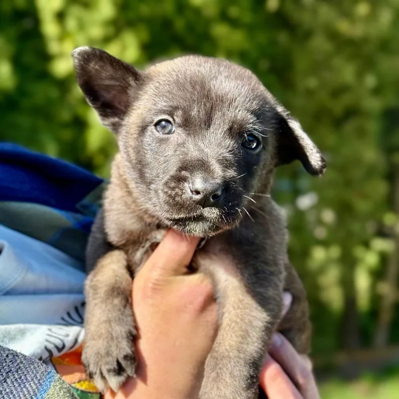A baby small-sized male Brown / Chocolate Belgian Shepherd / Malinois dog named Nedry Yellow Collar for adoption in Bellingham, WA