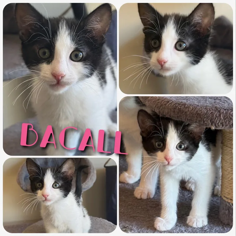 A baby small-sized female Black & White / Tuxedo Domestic Short Hair cat named Bacall for adoption in Hollister, CA