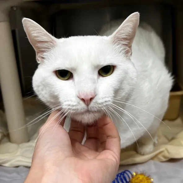 An adult medium-sized male White Domestic Short Hair cat named Cottonball for adoption in Culpeper, VA
