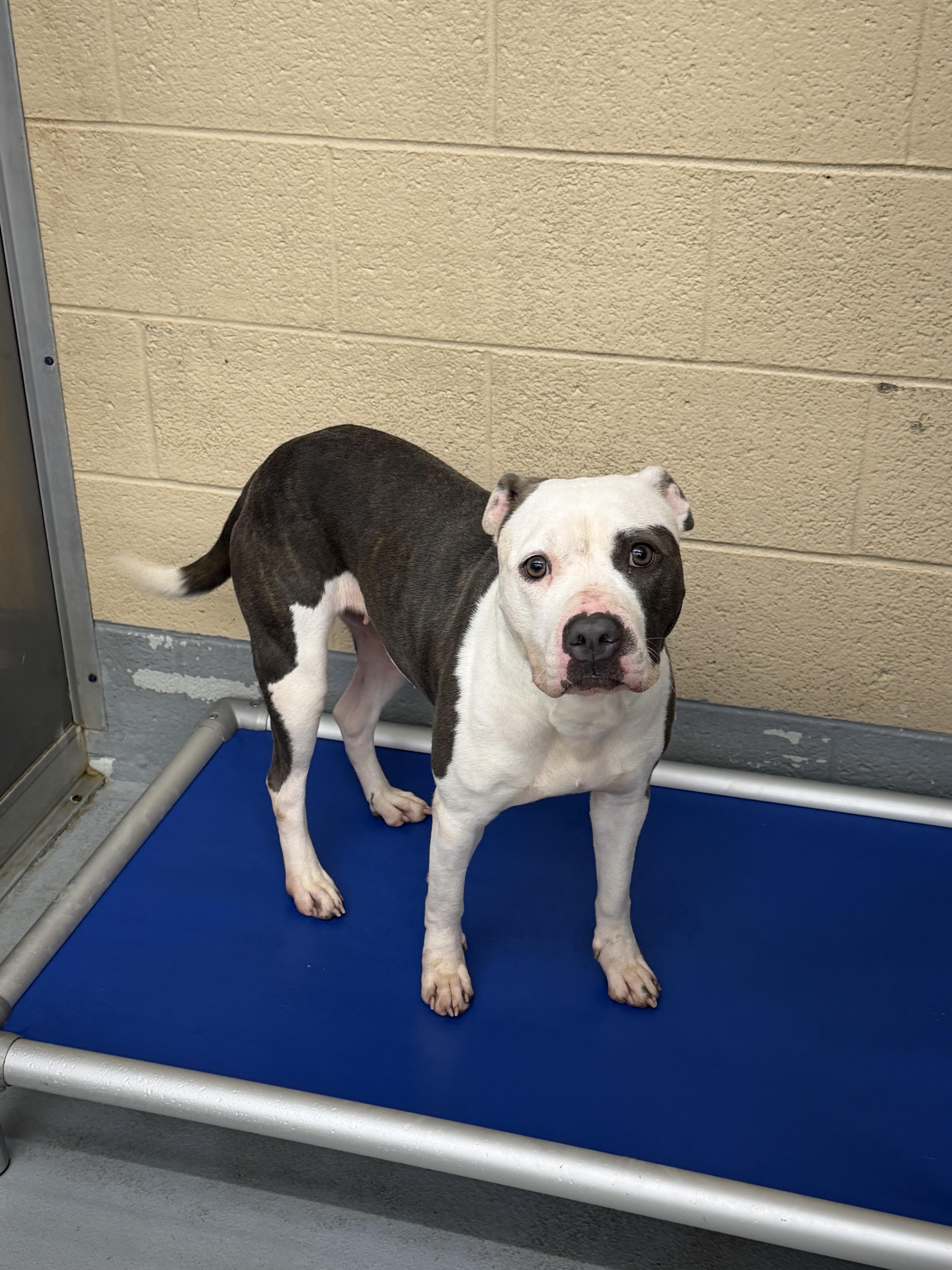An adult medium-sized female Gray / Blue / Silver Mixed Breed dog named Maybell for adoption in Germantown, TN