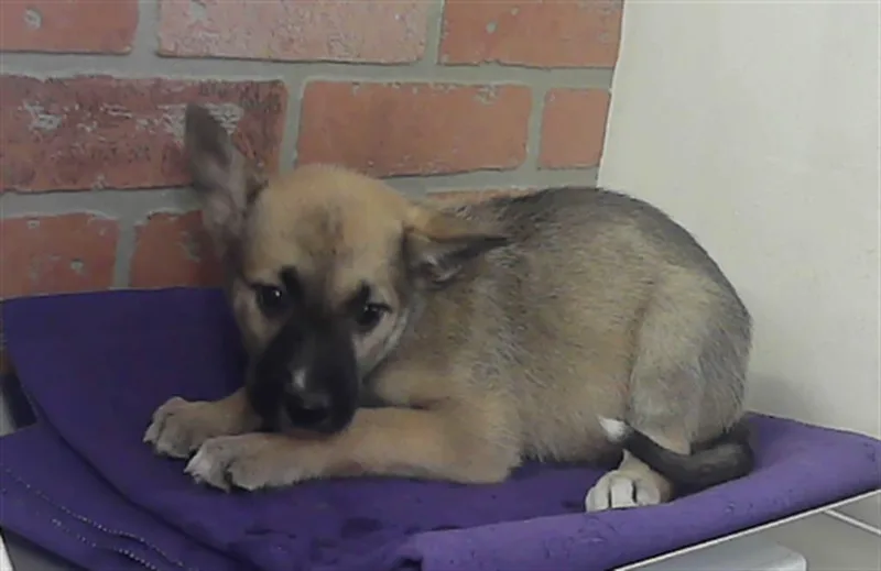 A baby small-sized female German Shepherd Dog dog named Netty for adoption in Houston, TX