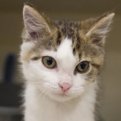A baby small-sized female Domestic Short Hair cat named Hope for adoption in Verona, WI