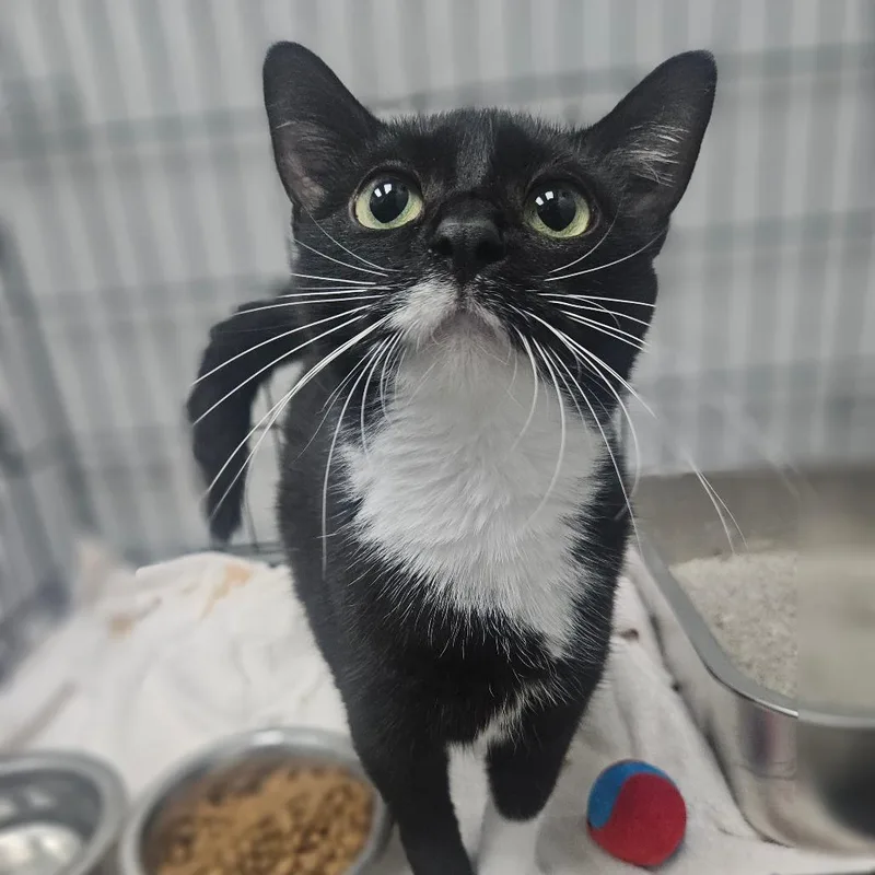 An adult medium-sized female Black Domestic Short Hair cat named Windex for adoption in Monticello, IA