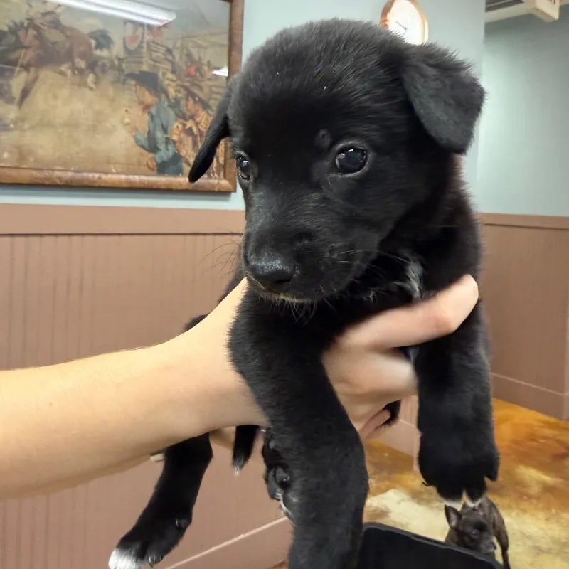 A baby medium-sized male Mixed Breed dog named Solo Male for adoption in Montgomery, TX