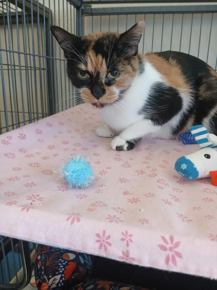 An adult medium-sized female Domestic Short Hair cat named Patches for adoption in Clinton Township, MI