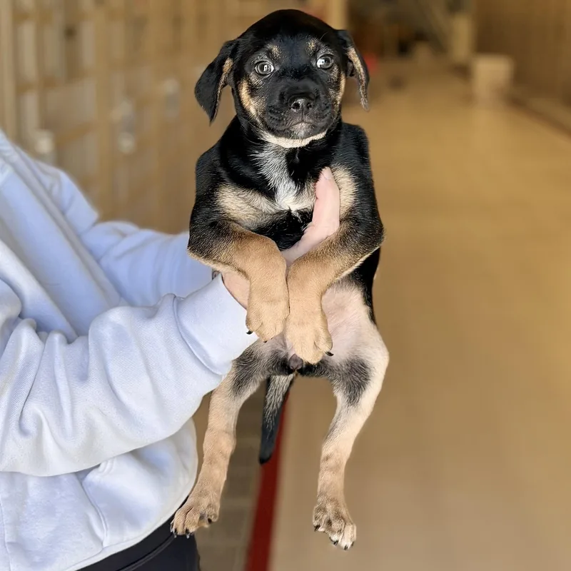 A baby medium-sized female Terrier dog named Karma for adoption in Chicago, IL