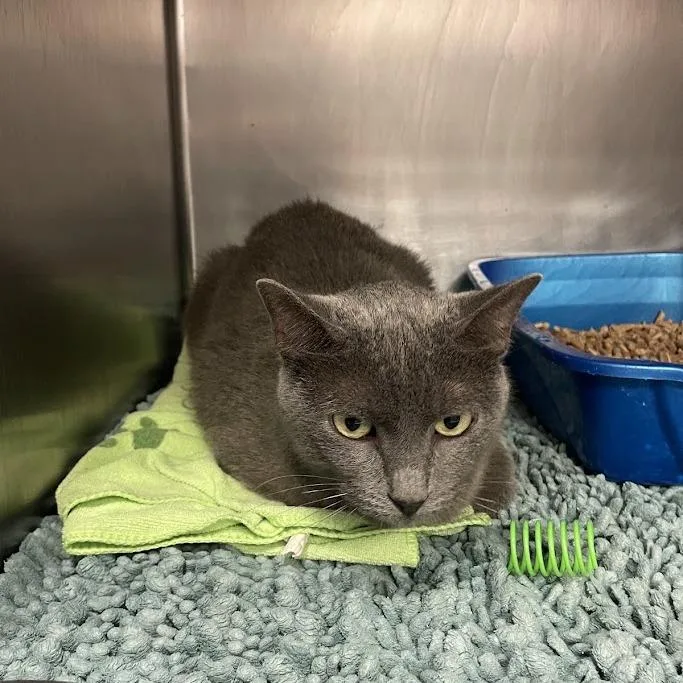 An adult medium-sized female Domestic Short Hair cat named Nancy Drew for adoption in Port Charlotte, FL