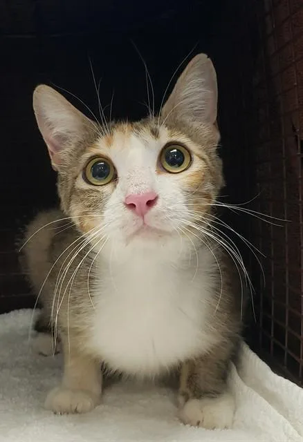 A young small-sized female Domestic Short Hair cat named Bijou for adoption in Tucson, AZ