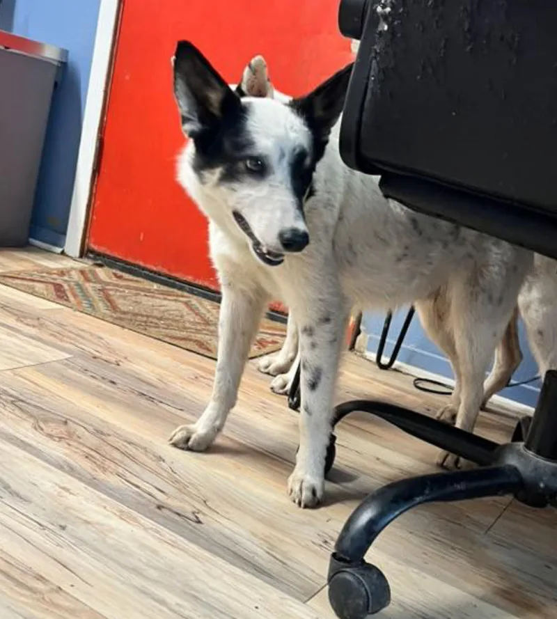 A young medium-sized male Border Collie dog named Ezekiel for adoption in Shreveport, LA