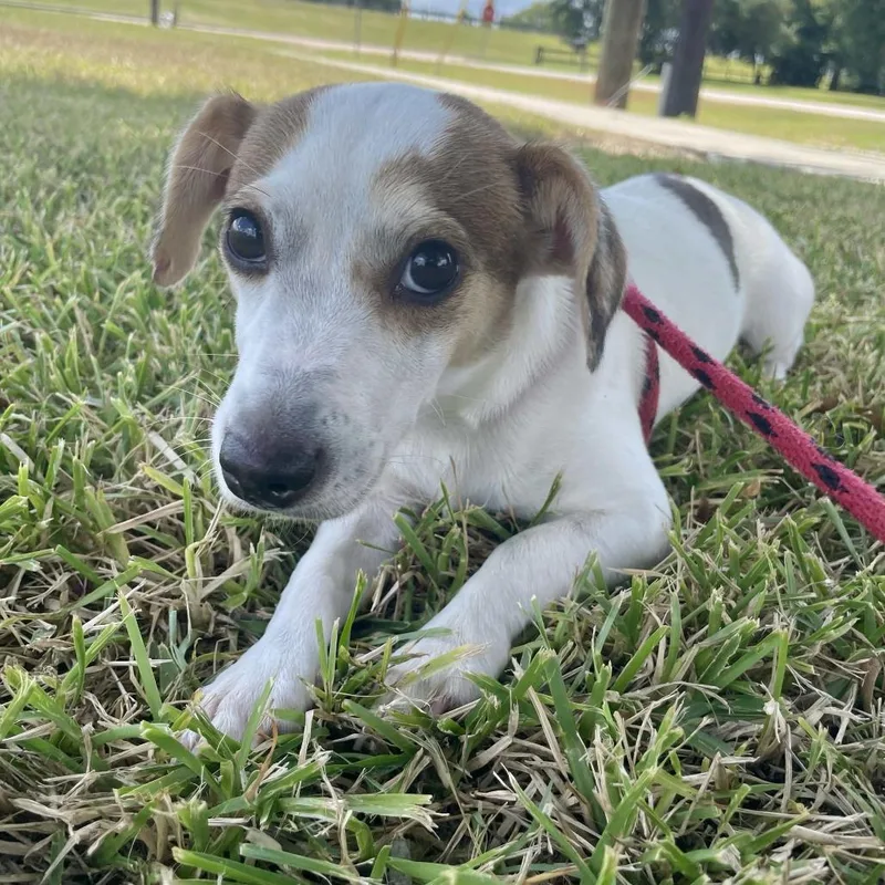 A young small-sized female White / Cream Jack Russell Terrier dog named Missy for adoption in Beaumont, TX