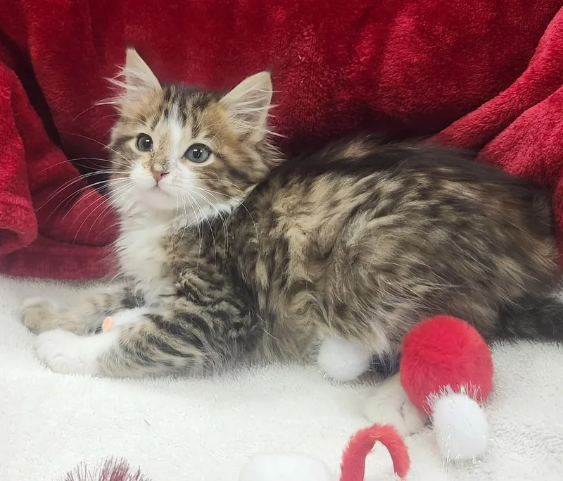 A baby small-sized male Domestic Medium Hair cat named Joey for adoption in Little Rock, AR