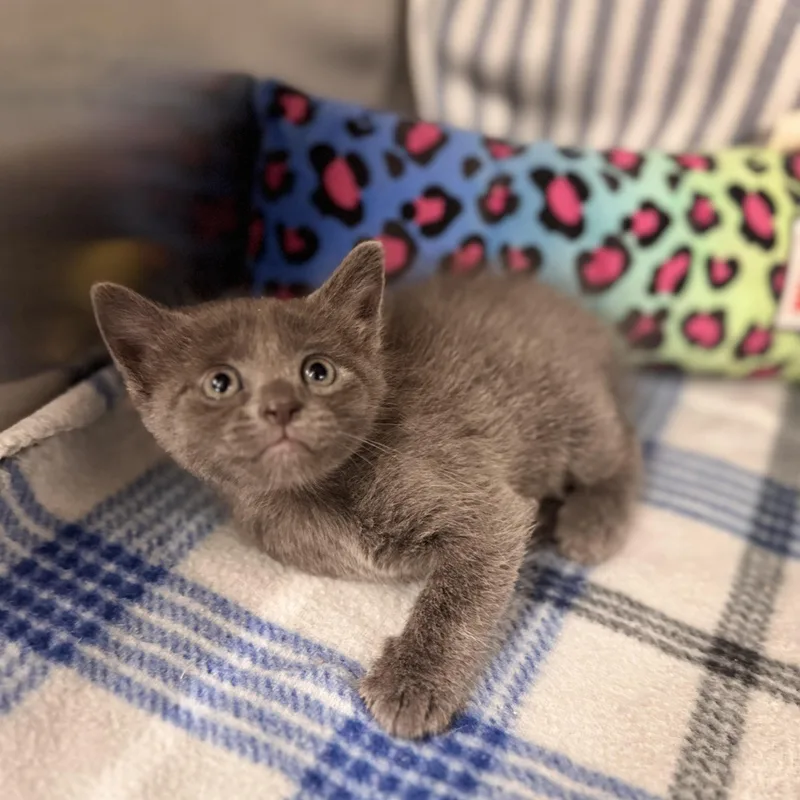 A young medium-sized female Gray / Blue / Silver Domestic Short Hair cat named Amber for adoption in LANETT, AL