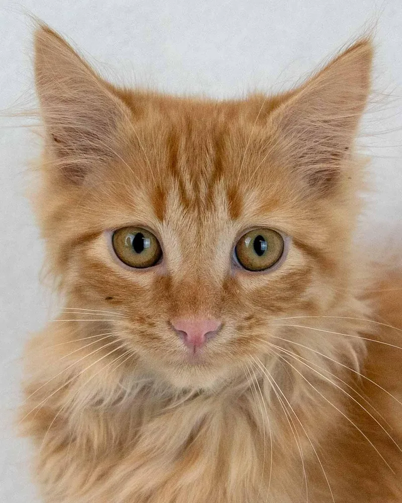 A baby medium-sized male Domestic Long Hair cat named Lord Meowington for adoption in Kennesaw, GA