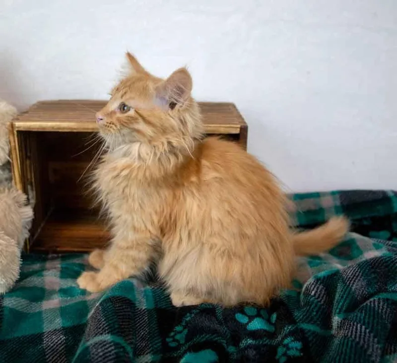 Lord Meowington thumbnail 4