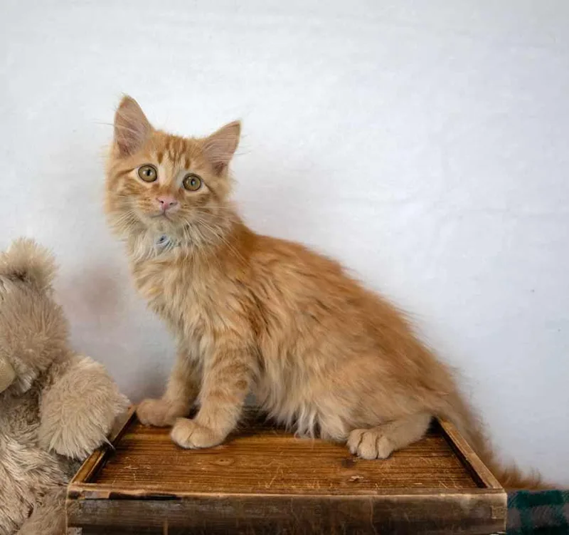 Lord Meowington thumbnail 5