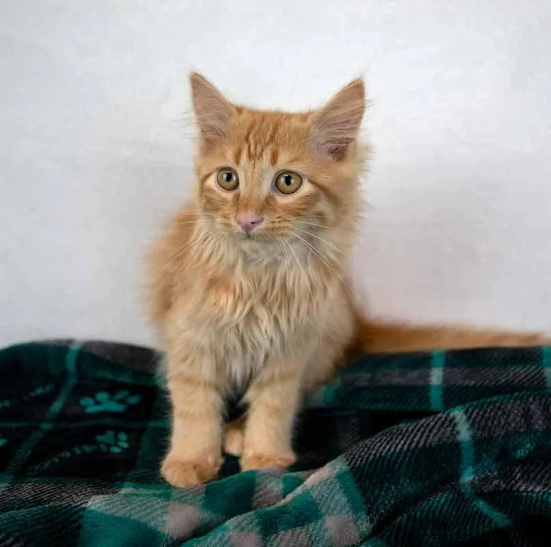 Lord Meowington thumbnail 6
