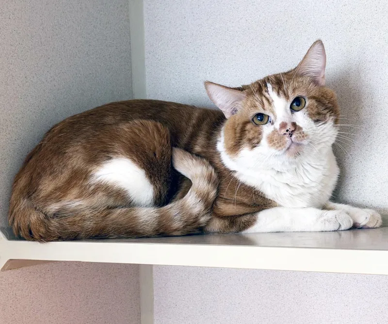 An adult medium-sized male Orange & White Domestic Short Hair cat named Garfield for adoption in San Clemente, CA