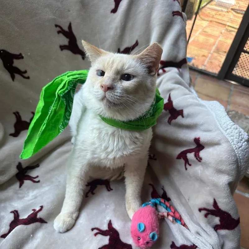 A senior extra large-sized male Siamese cat named Nube for adoption in Miami, FL