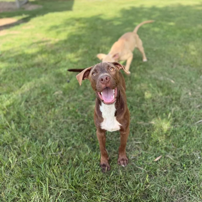 A young medium-sized male Brown / Chocolate Pit Bull Terrier dog named Rudy for adoption in Deerfield, IL