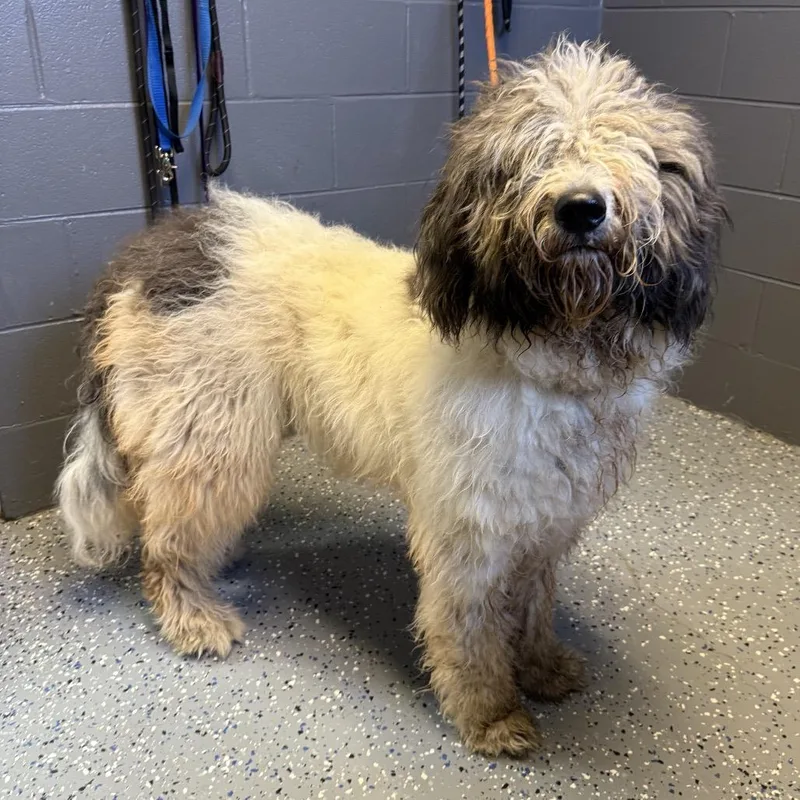 An adult large-sized male White / Cream Old English Sheepdog dog named TUSCStray for adoption in Tuscaloosa, AL