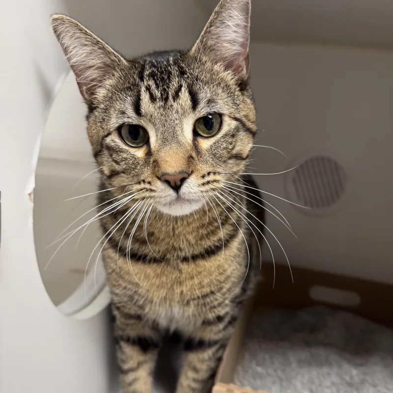 A young medium-sized male Domestic Short Hair cat named Max for adoption in Reisterstown, MD