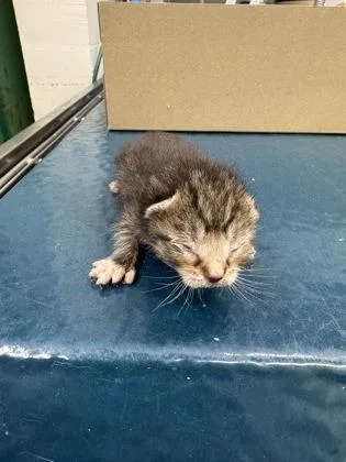 A baby small-sized male Domestic Short Hair cat named Otis for adoption in Gainesville, FL