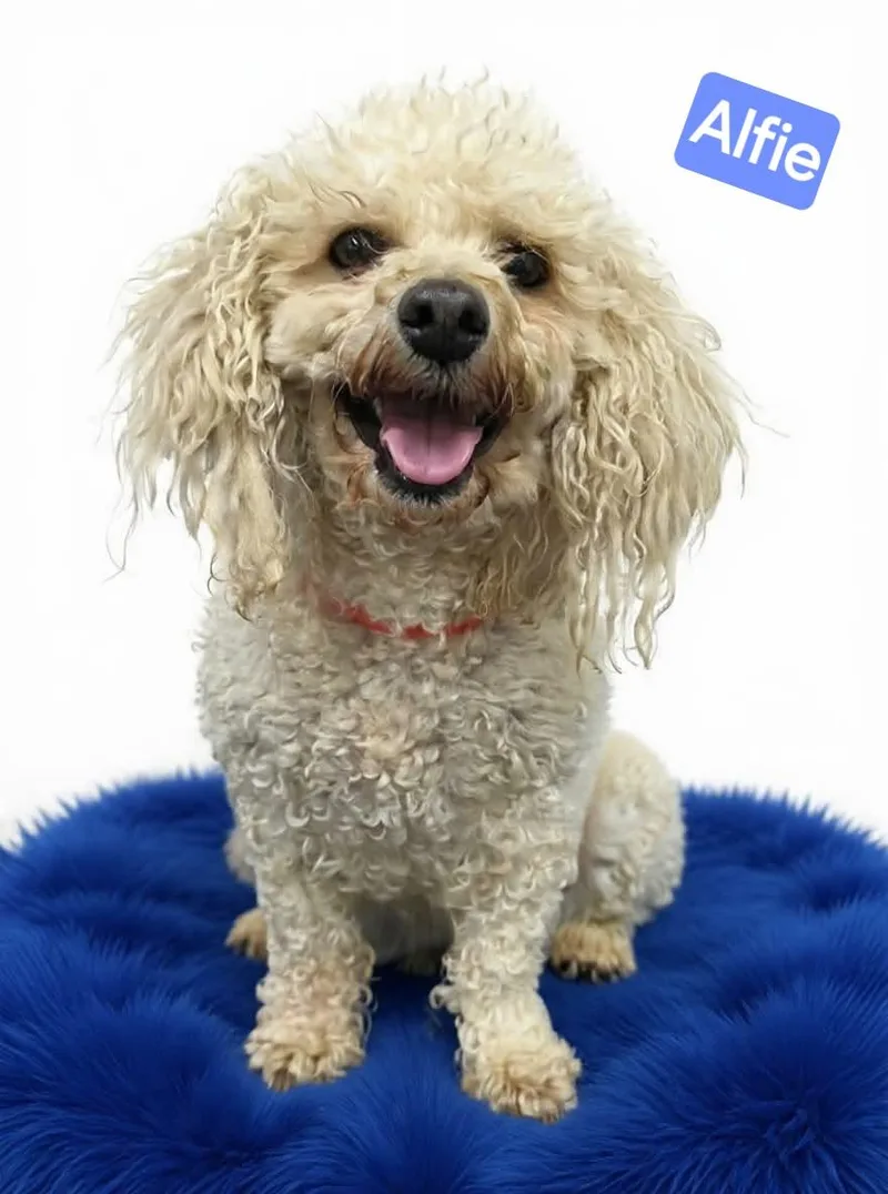 An adult small-sized male Yellow / Tan / Blond / Fawn Poodle (Toy) dog named Alfie for adoption in Wheelersburg, OH