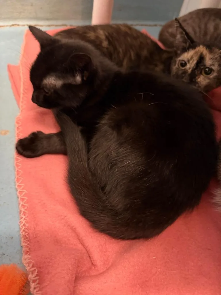 A baby small-sized female Domestic Short Hair cat named Cupcake for adoption in Ogdensburg, NY