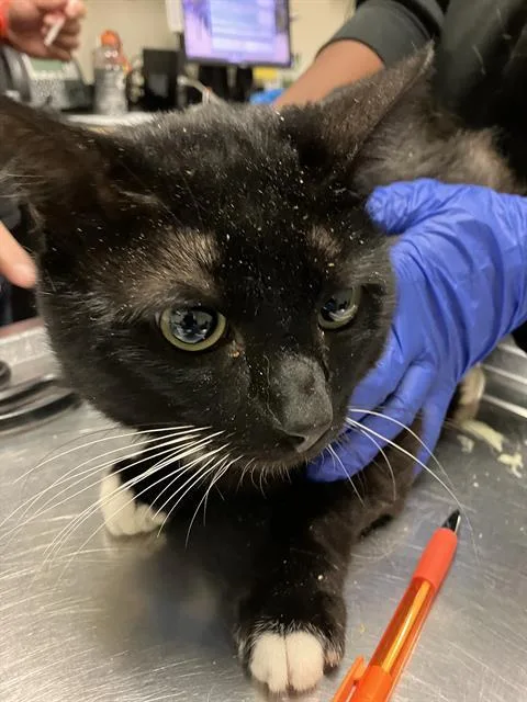 A young small-sized male Domestic Short Hair cat named Tux for adoption in Long Beach, CA
