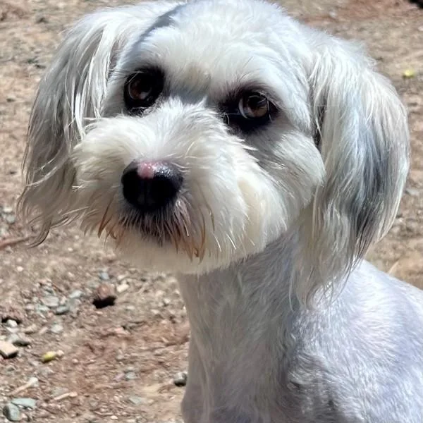 Oliver